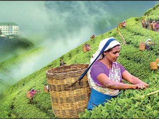 Сбор чая в Шри-Ланке