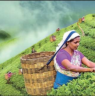 Сбор чая в Шри-Ланке