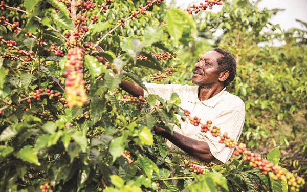 Coffee-farmers