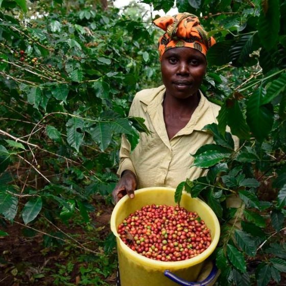 coffee Kenya