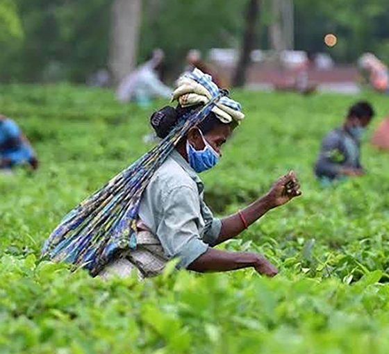 Сбор чая в Бангладеш