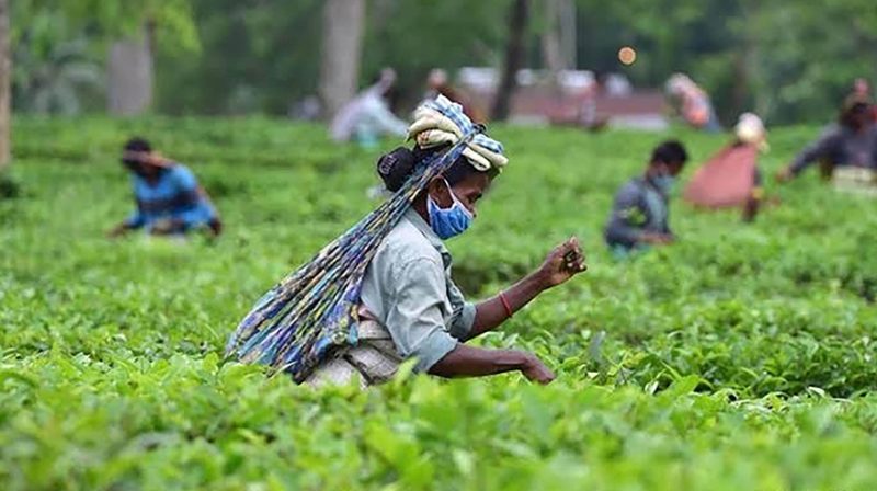 Сбор чая в Бангладеш