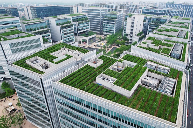Ханчжоу - чайные сады на крушах многоэтажек