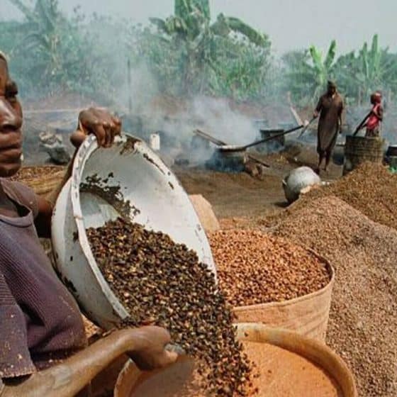 Какао в Либерии