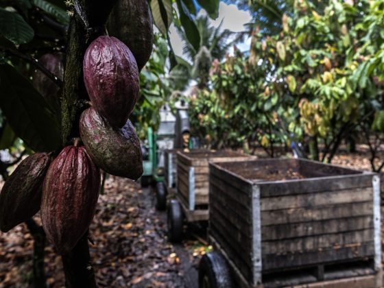 Какао-плоды на дереве