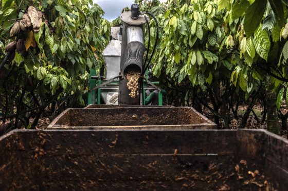 Переработка какао на плантации