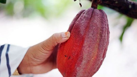 Плод какао Индонезия