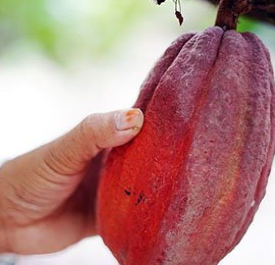 Плод какао Индонезия