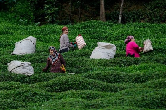 Сбор чая в Турции