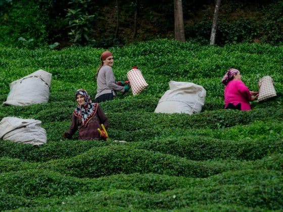 Сбор чая в Турции
