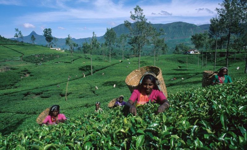 Чайная плантация в Шри-Ланке