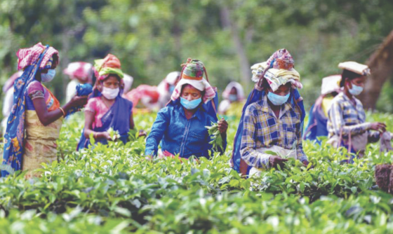 India tea garden