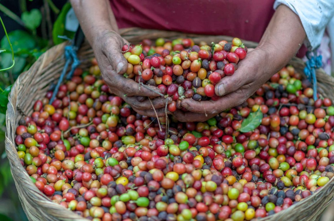 El-Salvdor-Coffee