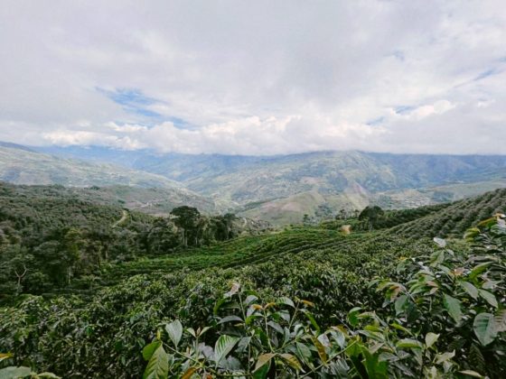 Перу кофе