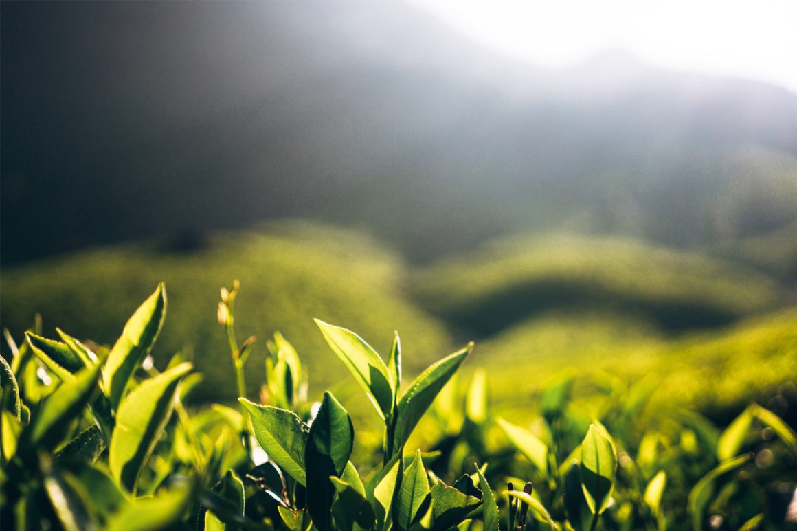 TEA-FARMING