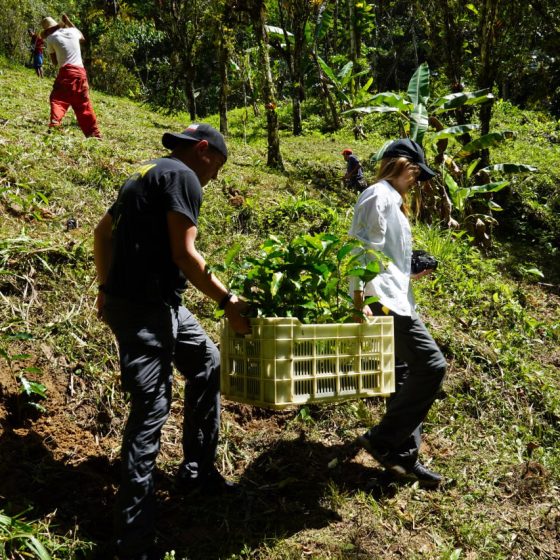 Венесуэла - работы на плантации