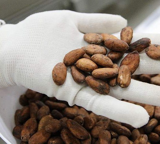 Какао-бобы Нигерия