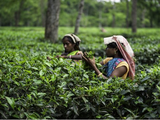 Harvesting tea leaves