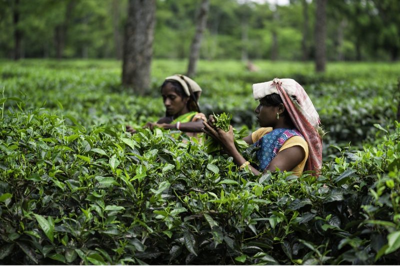 Harvesting tea leaves