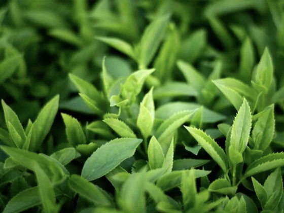 close-up-green-leaves