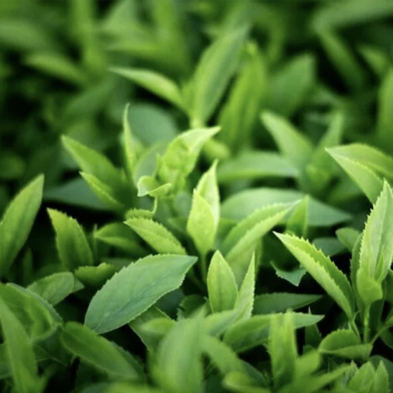 close-up-green-leaves