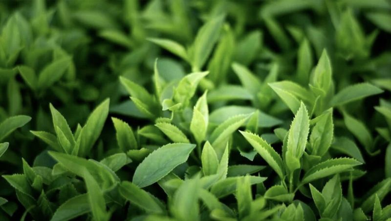 close-up-green-leaves