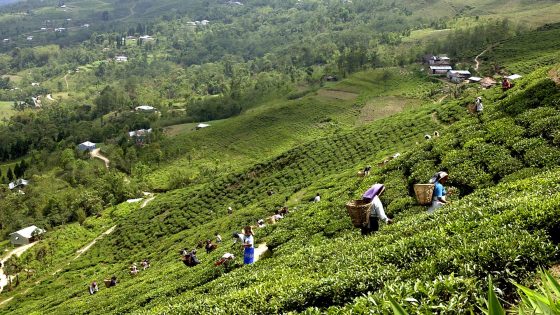 ilam-tea-state