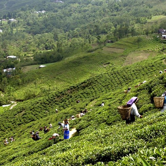 ilam-tea-state