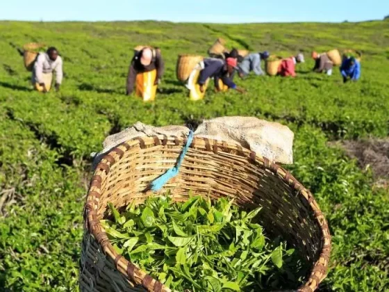 kenyan-tea-plantation