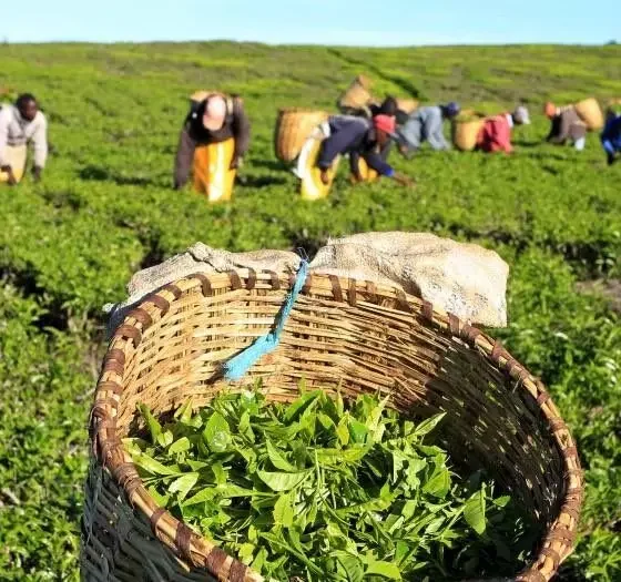 kenyan-tea-plantation