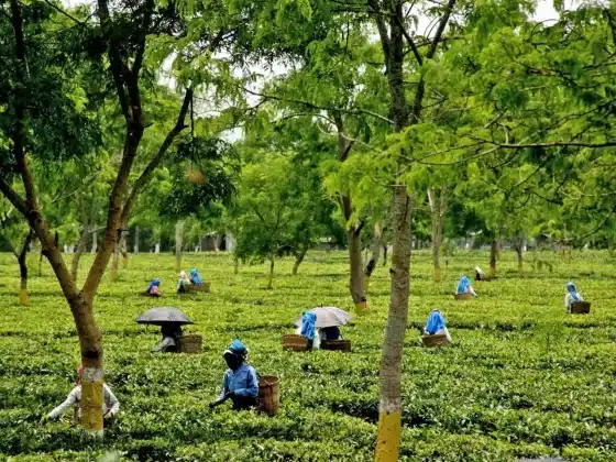 Assam tea plantation