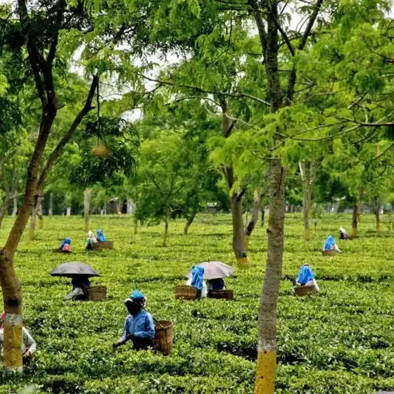 Assam tea plantation