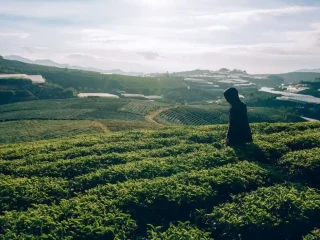 Чайная плантация в Герм