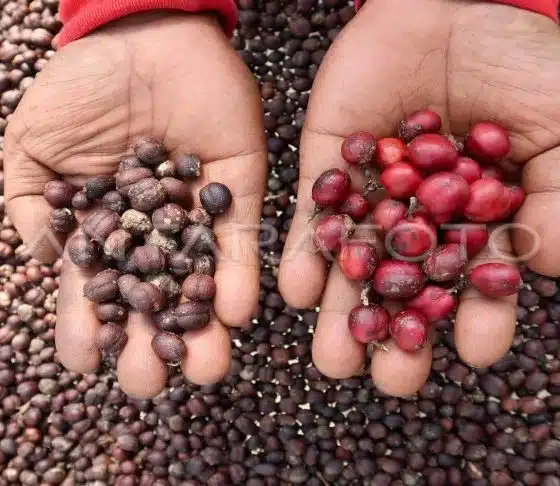 Кофе из Индонезии