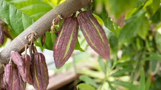 Плоды какао с фитофторой