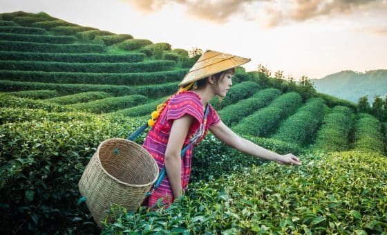 Сбор чая в Китае
