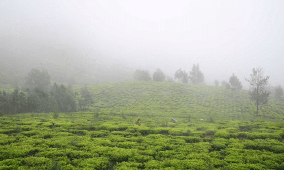 Чайный сад в Нилгир