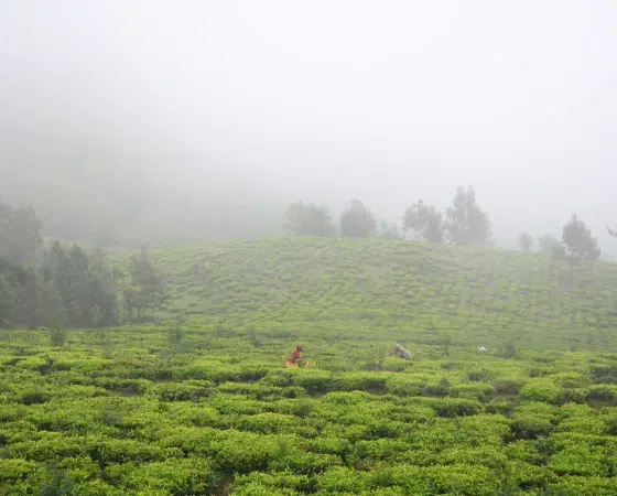 Чайный сад в Нилгир